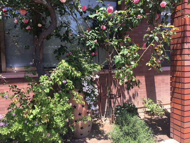 2018年5月の野田内科の玄関・庭の様子