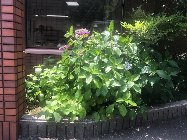 2019年6月の野田内科の玄関・庭の様子
